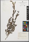 Foto von Salix purpurea L.